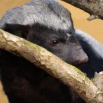 Honey Badger, Nature's Fearless Warrior and Unyielding Icon