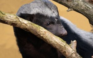 Honey Badger, Nature's Fearless Warrior and Unyielding Icon