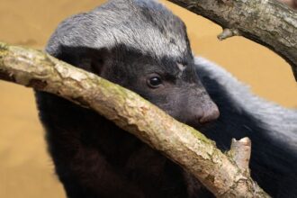 Honey Badger, Nature's Fearless Warrior and Unyielding Icon